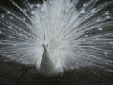 A Beautiful Albino Peacock (Pavo Species) Walks Toward the Camera