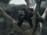 A Captive Wolverine in a Snow-Dusted Tree