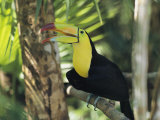 A Keel-Billed Toucan Sits in a Tree in Belize