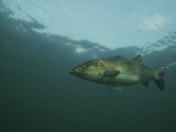 A Striped Bass  Morone Saxatilis  Swims off the Coast