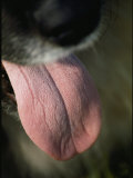 The Pink Tongue of a Happy Dog