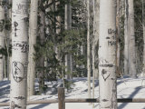 Carved Initials in the White Bark of Aspen Trees Near Flagstaff