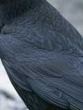 A Close View of the Back and Wing of a Raven