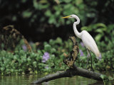 A Great Egret  Casmerodius Albus  Perches on Fallen Tree Limb