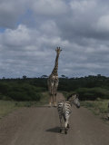 A Zebra and Giraffe Walk Down a Dirt Road in the Park