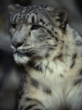 A Captive Snow Leopard (Panthera Uncia) Looks Intensely at a Subject