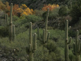 Saguaro Cacti in the San Pedro Valley
