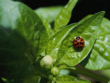 Close View of a Ladybug on a Leaf