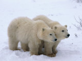 A View of Two Polar Bear Cubs Walking Across a Snowfield