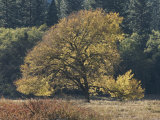 A Yellow Elm Tree Stands out against Green Foliage