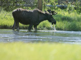 Moose Drinking from Stream
