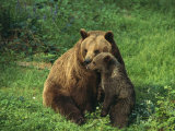Brown Bear with Cub  Bayerischer Wald National Park  Germany