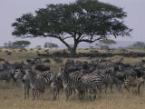 Zebras and Wildebeests in the Serengeti National Park