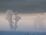 Frosty Cottonwood Trees in a Snowy Landscape