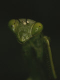 Close View of a Praying Mantis
