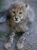 A Close View of a Juvenile African Cheetah  Acinonyx Jubatus Jubatus