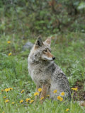 Coyote with Wildflowers