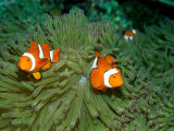 Western Clown Anemonefish Swim Among the Tentacles of a Magnificent Sea Anemone
