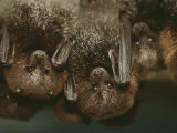 A Group of Rodrigues Fruit Bats Hanging Upside Down