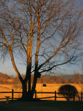 Cherry Tree in Waynesboro  Pennsylvania