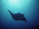 Manta Ray  Yap Islands  Caroline Islands  Micronesia