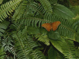 An Orange Leopard Butterfly Rests on Green Leafy Ferns