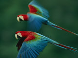 A Mated Pair of Red-And-Green Macaws