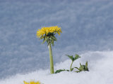 A Dandelion Pushes up Through a Late Spring Snow
