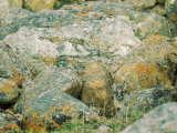 A Young Arctic Fox Peers from Behind Lichen-Covered Granite Boulders