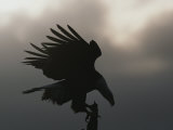 A Silhouetted Northern American Bald Eagle