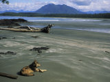 Gray Wolf on Beach