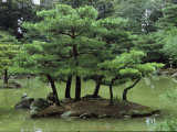 Pines on Island in the Gardens of Kinkaku-Ji Temple (Golden Pavilion)