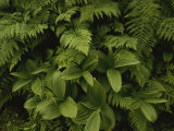 A Close View of Ferns and Hellebore