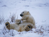 A Polar Bear Plays with a Snowball While Lying on its Back