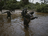 Wading in Water  Chimpanzees Aggressively Approach Visitors