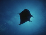 A Manta Ray Silhouetted by Sun Rays Filtered Through Water