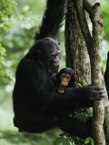 A Female Chimpanzee Climbs a Tree with Her Infant