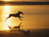 A Pet Dog Runs with a Frisbee on a Beach