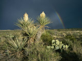 Desert Landscape with Yucca and Prickly Pear Cacti and Rainbow
