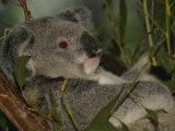 A Koala Clings to a Eucalyptus Tree in Eastern Australia