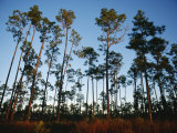 View at Sunset of Towering Pine Trees in Everglades National Park