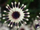 A Close View of a Pink South African Daisy