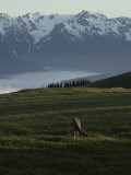 A Deer Grazes in an Alpine Meadow in Olympic National Park