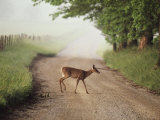 A White-Tailed Deer Crosses a Dirt Road in Cades Cove