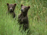 Two Grizzly Bear Cubs in Tall Grass in Katmai National Park