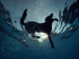 An Underwater View of a Black Labrador Retriever Swimming