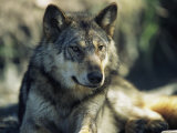 Gray Wolf