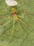Closeup of a Happy Face Spider (Theridion Grallator) Guarding Her Eggs