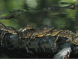 A Group of Baby American Crocodiles Rest on a Partially Submerged Log
