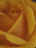Close View of Olympic Gold Rose
